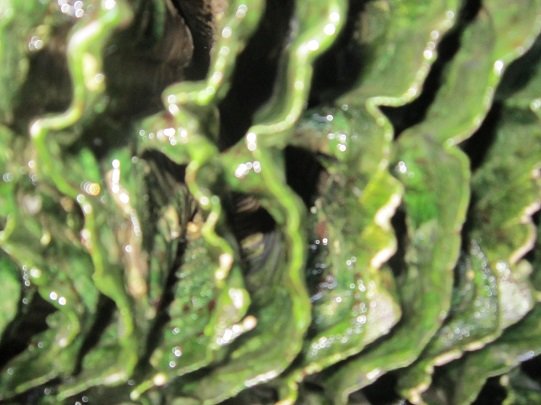 Rong rêu tháp giải nhiệt