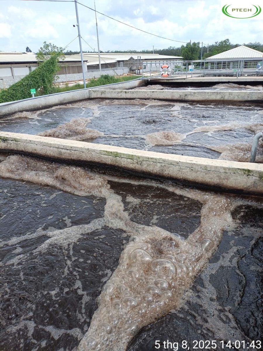 Dự án thực tế hệ thống xử lý nước thải tại trang trại heo – Công nghệ Biogas kết hợp sinh học hiếu khí – PTECHCOR